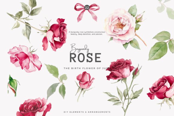 Download Burgundy Rose Birth Flower Set - Rose birth flower Collection