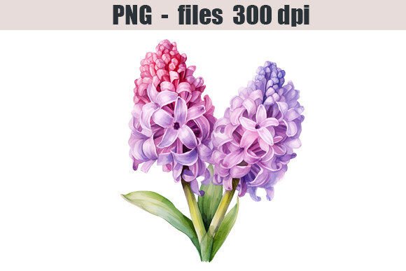Download Hyacinth Flower Watercolor Clipart - Hyacinth Collection