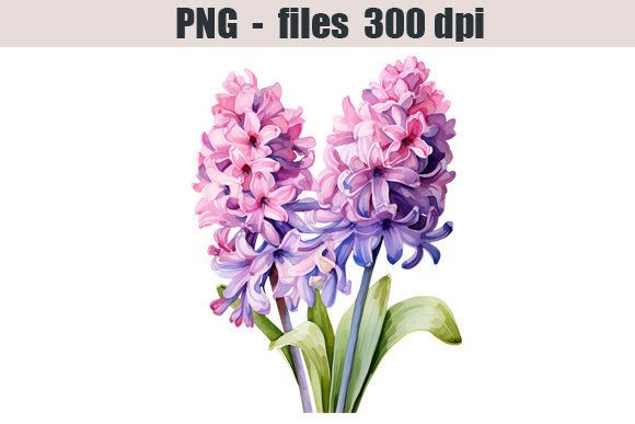 Download Hyacinth Flower Watercolor Clipart - Hyacinth Collection