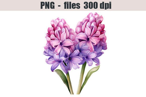 Download Hyacinth Flower Watercolor Clipart - Hyacinth Collection