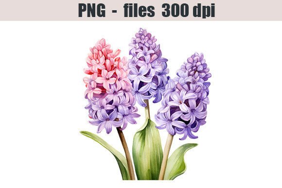 Download Hyacinth Flower Watercolor Clipart - Hyacinth Collection