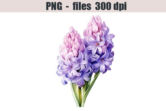 Download Hyacinth Flower Watercolor Clipart - Hyacinth Collection